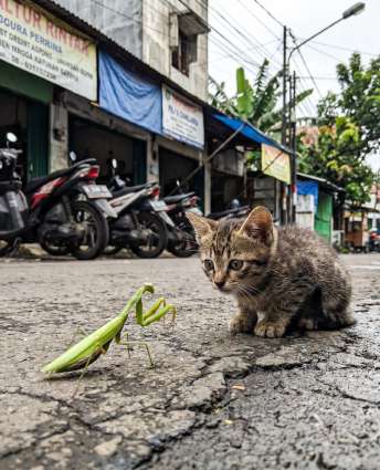 Chaton face à une mante religieuse — La base