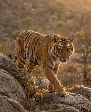 Tigre sauvage dans son milieu naturel — La base